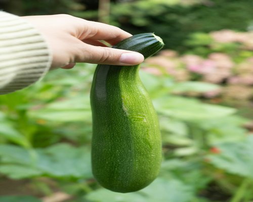 Fresh ingredients and vegetables on table